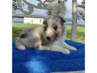 Shetland Sheepdog Puppy for sale in Kaufman, TX, USA
