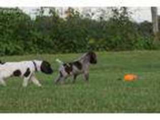 German Shorthaired Pointer Puppy for sale in Cordele, GA, USA