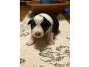 Border Collie Puppy for sale in Lunenburg, VT, USA