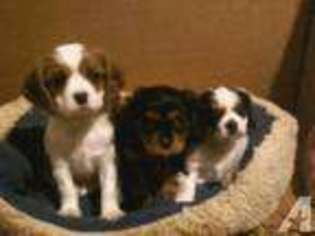 Cavalier King Charles Spaniel Puppy for sale in WATERTOWN, WI, USA