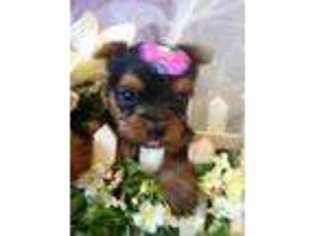 Yorkshire Terrier Puppy for sale in SOUTH CLE ELUM, WA, USA