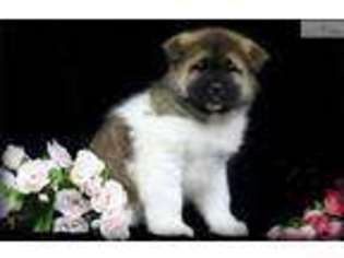 Akita Puppy for sale in Kansas City, MO, USA