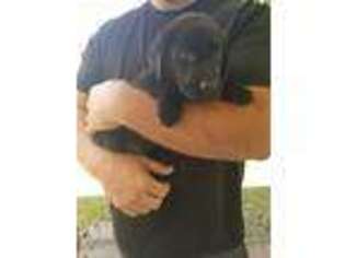 Labrador Retriever Puppy for sale in Screven, GA, USA