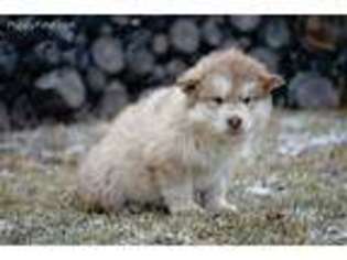 Alaskan Malamute Puppy for sale in Delmar, IA, USA