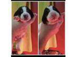Basset Hound Puppy for sale in Manton, MI, USA
