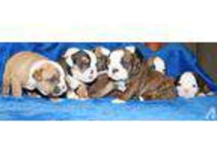 Olde English Bulldogge Puppy for sale in DEERFIELD, OH, USA