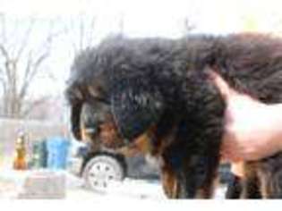 Tibetan Mastiff Puppy for sale in Sheffield Lake, OH, USA