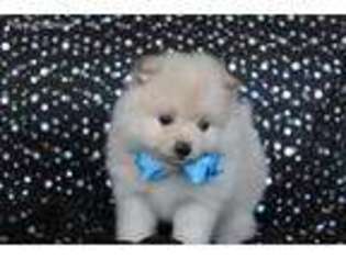 Pomeranian Puppy for sale in Center Ridge, AR, USA