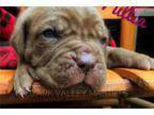 Neapolitan Mastiff Puppy for sale in Joplin, MO, USA