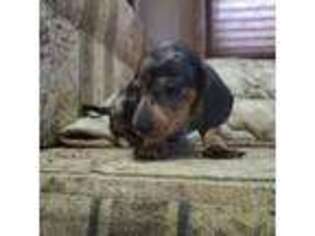 Dachshund Puppy for sale in Fresno, CA, USA