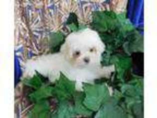 Maltese Puppy for sale in JACKSON, TN, USA