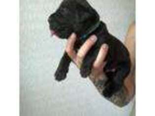 Cane Corso Puppy for sale in Houston, TX, USA