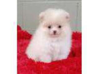 Pomeranian Puppy for sale in San Luis Obispo, CA, USA