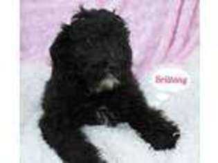Brittany Puppy for sale in Sugarcreek, OH, USA