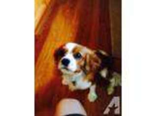 Cavalier King Charles Spaniel Puppy for sale in LIVERPOOL, NY, USA