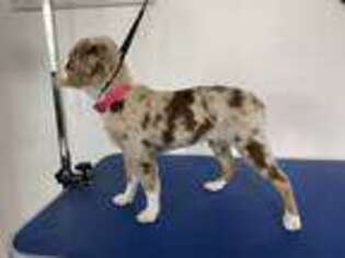 Miniature Australian Shepherd Puppy for sale in Arcanum, OH, USA