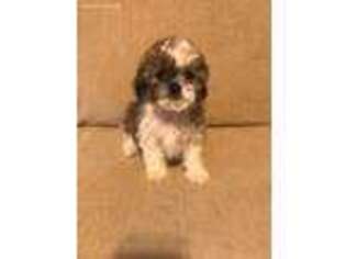 Shih-Poo Puppy for sale in Sunset, SC, USA