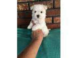 Maltese Puppy for sale in Lebanon, VA, USA