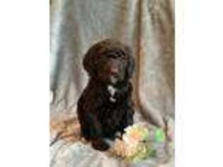 Goldendoodle Puppy for sale in Fouke, AR, USA
