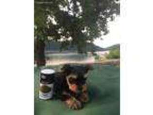 Yorkshire Terrier Puppy for sale in Liberty, TN, USA