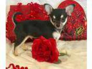 Chihuahua Puppy for sale in Morgantown, KY, USA