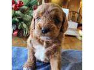 Cavapoo Puppy for sale in Waco, TX, USA