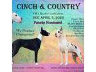 Great Dane Puppy for sale in Leflore, OK, USA