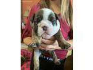 Bulldog Puppy for sale in Mooresboro, NC, USA