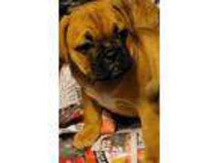 Miniature Bulldog Puppy for sale in Ford City, PA, USA