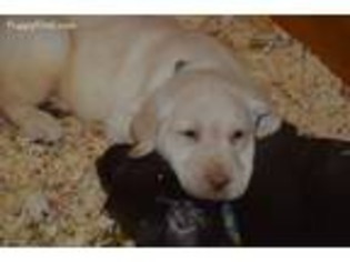 Labrador Retriever Puppy for sale in Claremont, NH, USA