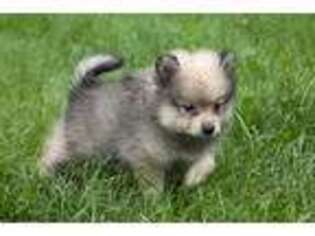 Pomeranian Puppy for sale in Littleton, NH, USA
