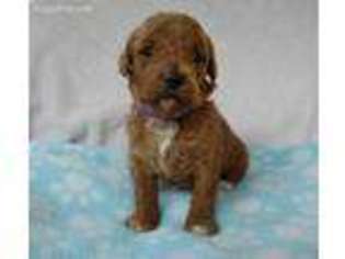 Mutt Puppy for sale in Toney, AL, USA