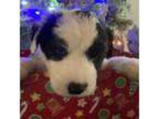 Old English Sheepdog Puppy for sale in Richlands, NC, USA
