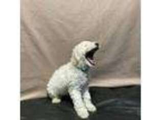 Labradoodle Puppy for sale in Bronx, NY, USA