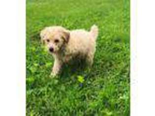 Goldendoodle Puppy for sale in Rising Sun, MD, USA