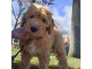 Mutt Puppy for sale in Manchester, CT, USA