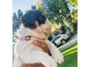 Bulldog Puppy for sale in Santa Ana, CA, USA