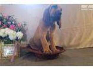 Bloodhound Puppy for sale in Richmond, VA, USA