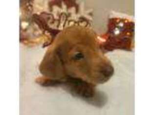 Dachshund Puppy for sale in Price, UT, USA