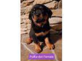 Rottweiler Puppy for sale in Waynesburg, PA, USA