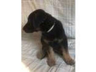 German Shepherd Dog Puppy for sale in Wisconsin Dells, WI, USA
