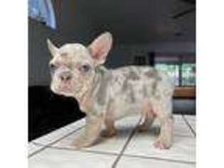 French Bulldog Puppy for sale in Sylmar, CA, USA