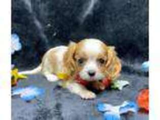 English Toy Spaniel Puppy for sale in Buffalo, MO, USA