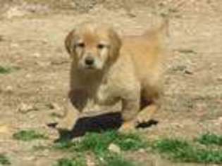 Golden Retriever Puppy for sale in Grove, OK, USA