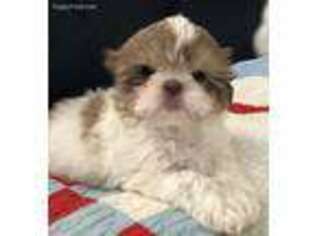 Shorkie Tzu Puppy for sale in Elkton, MD, USA