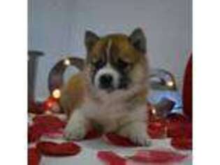 Shiba Inu Puppy for sale in Anaheim, CA, USA
