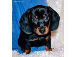 Dachshund Puppy for sale in Maple Lake, MN, USA