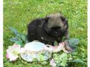 Pomeranian Puppy for sale in Smithville, OH, USA