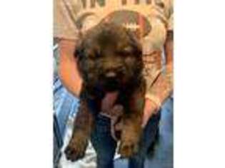 German Shepherd Dog Puppy for sale in Wellington, OH, USA