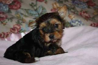 Yorkshire Terrier Puppy for sale in Knoxville, TN, USA